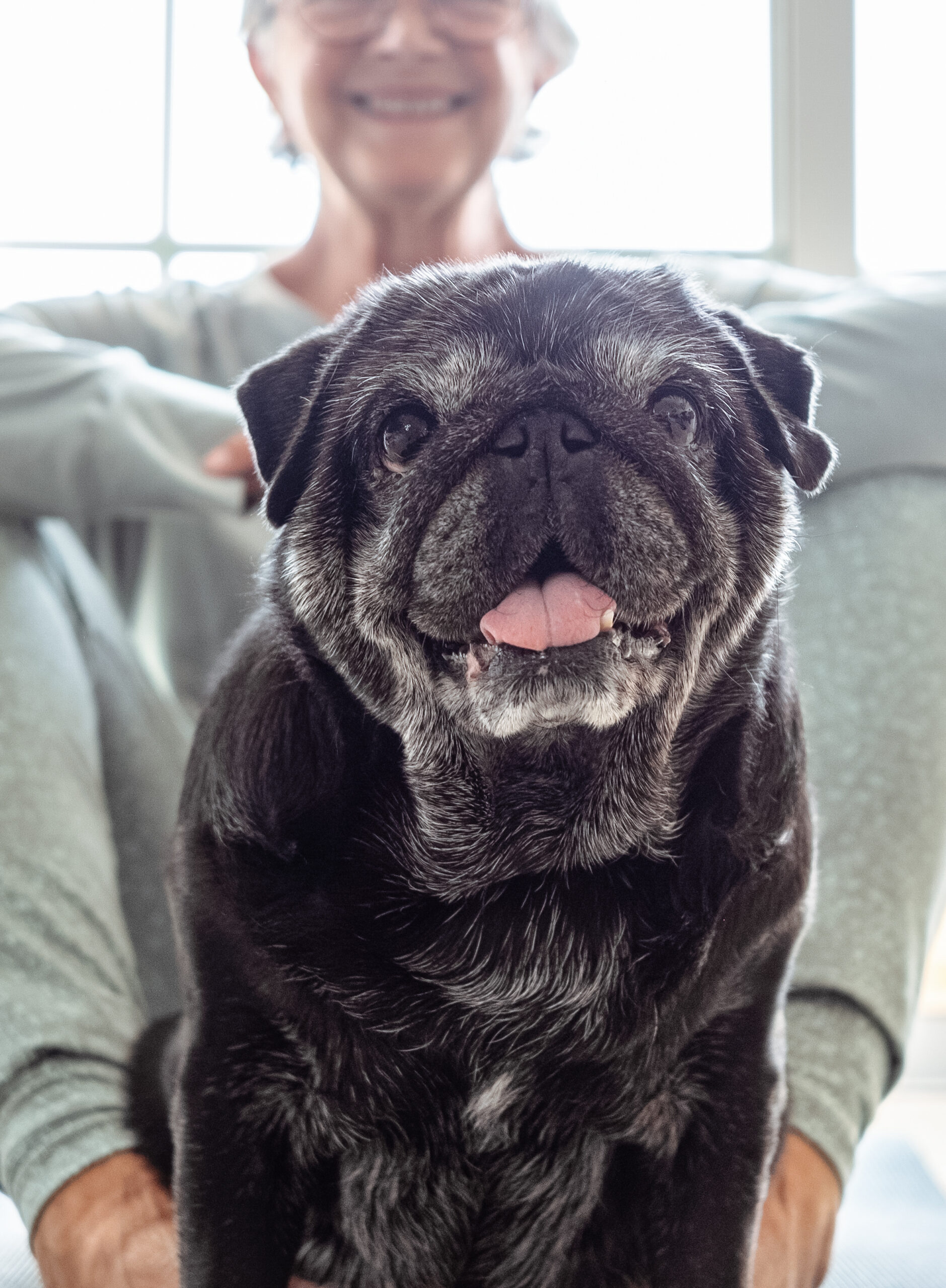 Close up portrait of adorable old black pug dog looking at camera. Senior smiling woman sitting on floor. Recreation with dog and pet therapy concept