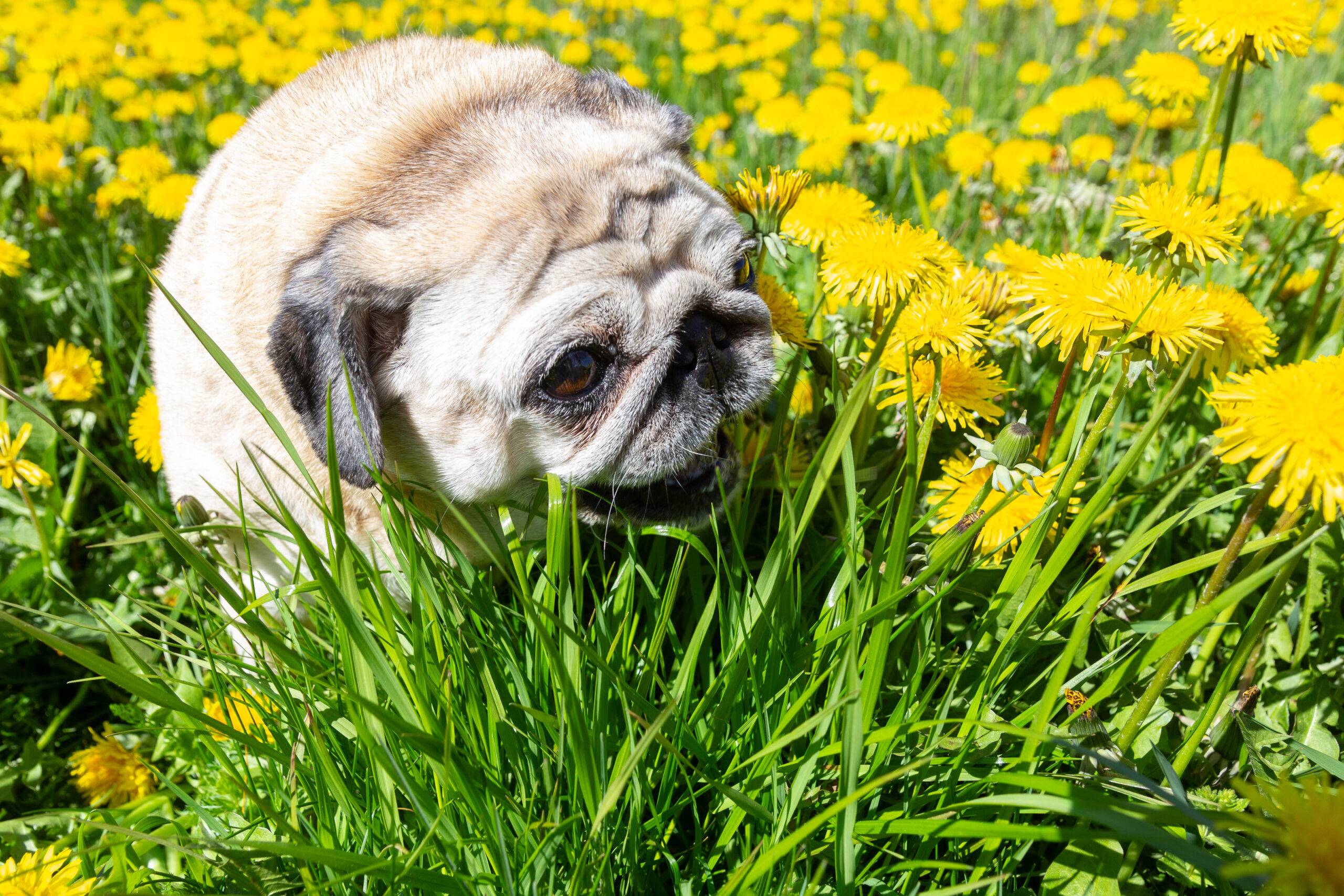 senior pug dog in the dandelion field
