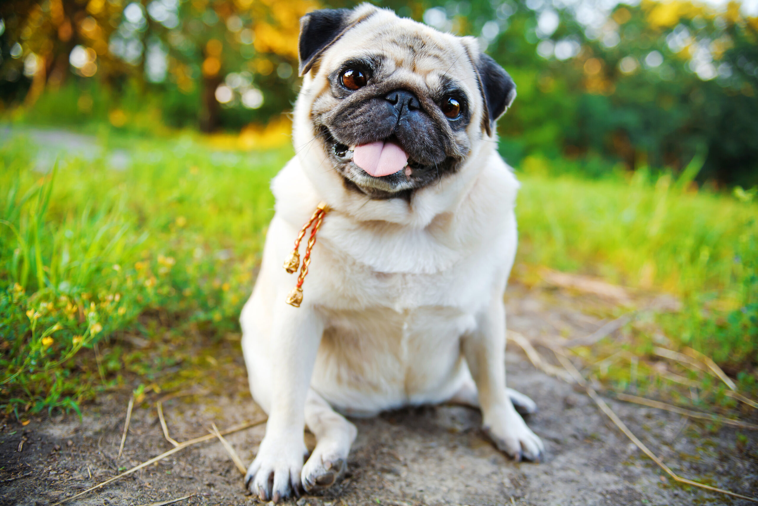 Little smiling pug sitting on a sidewalk in a summer park.