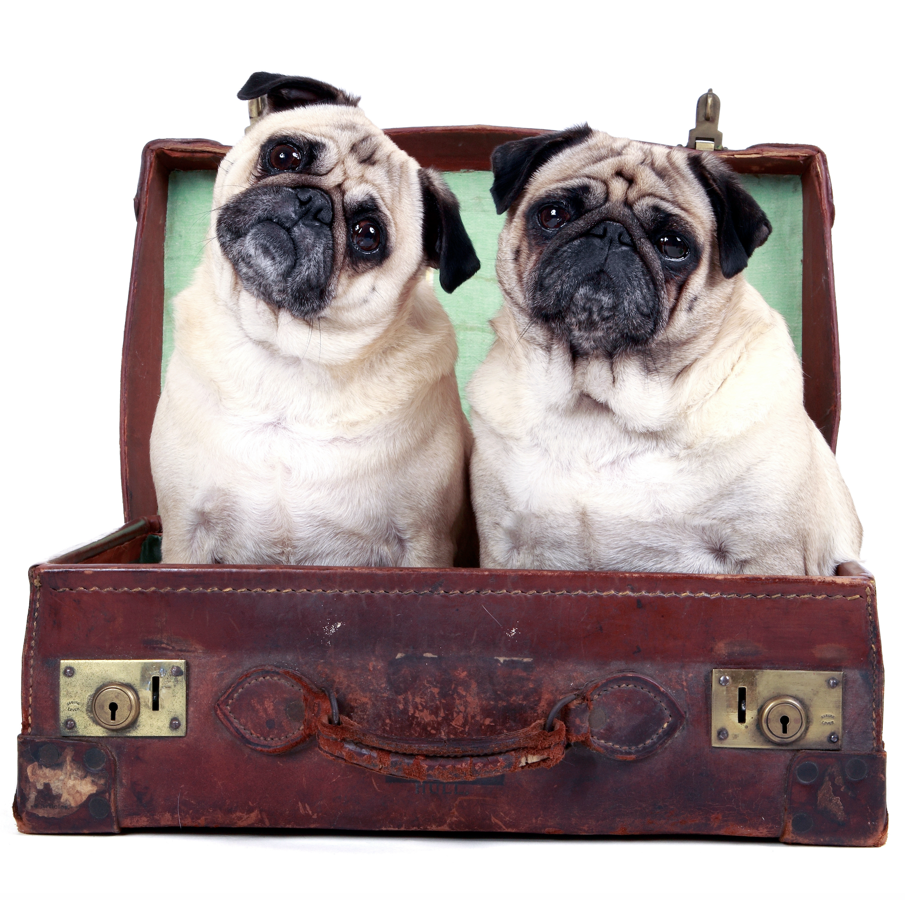 The Best Guide To Foster Application - Pug Rescue Of Austin thumbnail