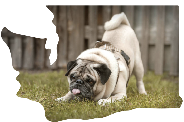WA-Pug